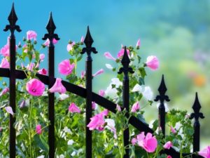 Complement Your Fence with Stunning Flowers